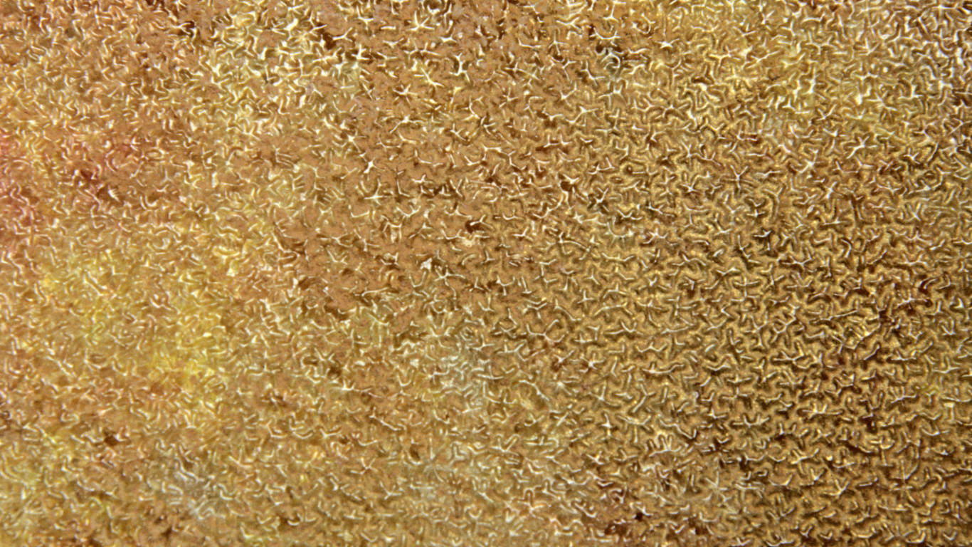 Textile Fourrure Marron et Noir. Wallpaper in 1366x768 Resolution