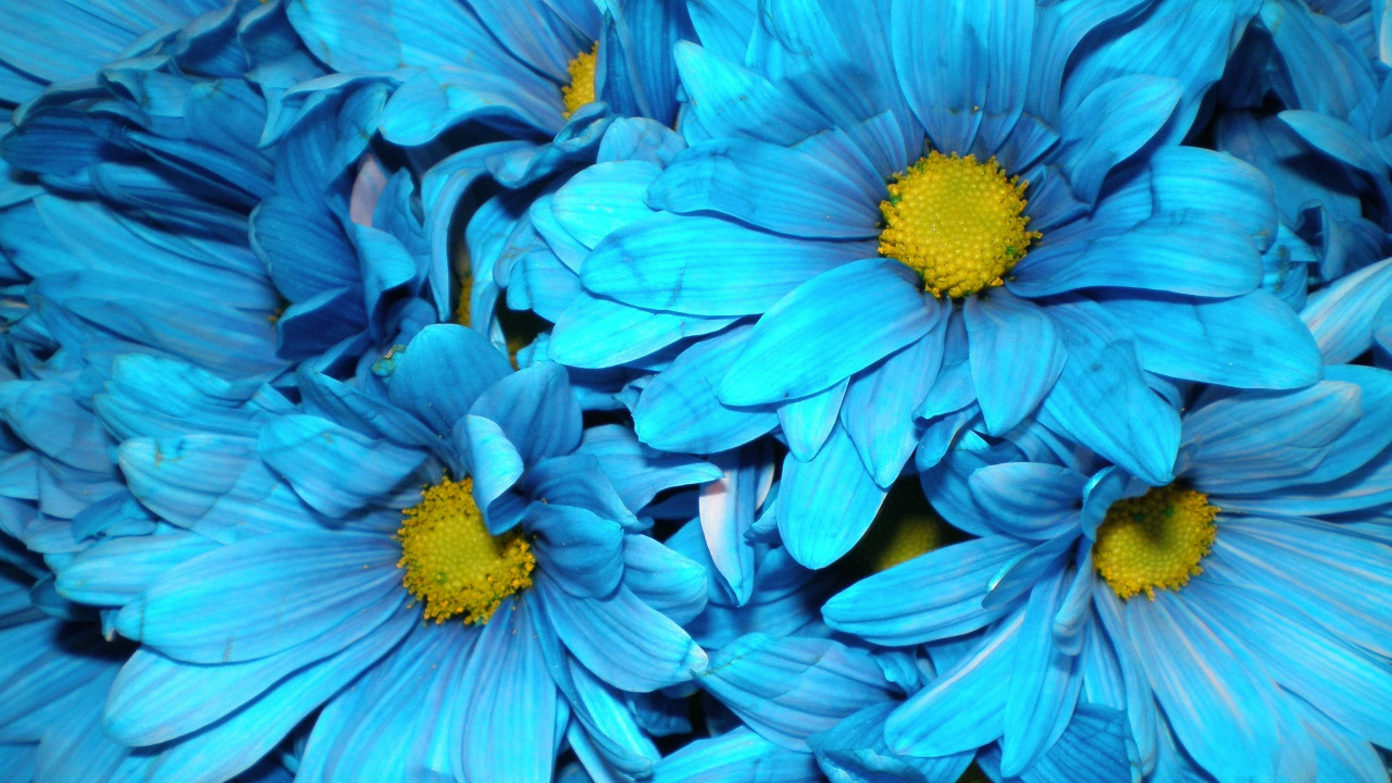 Blue Flower in Close up Photography. Wallpaper in 1280x720 Resolution