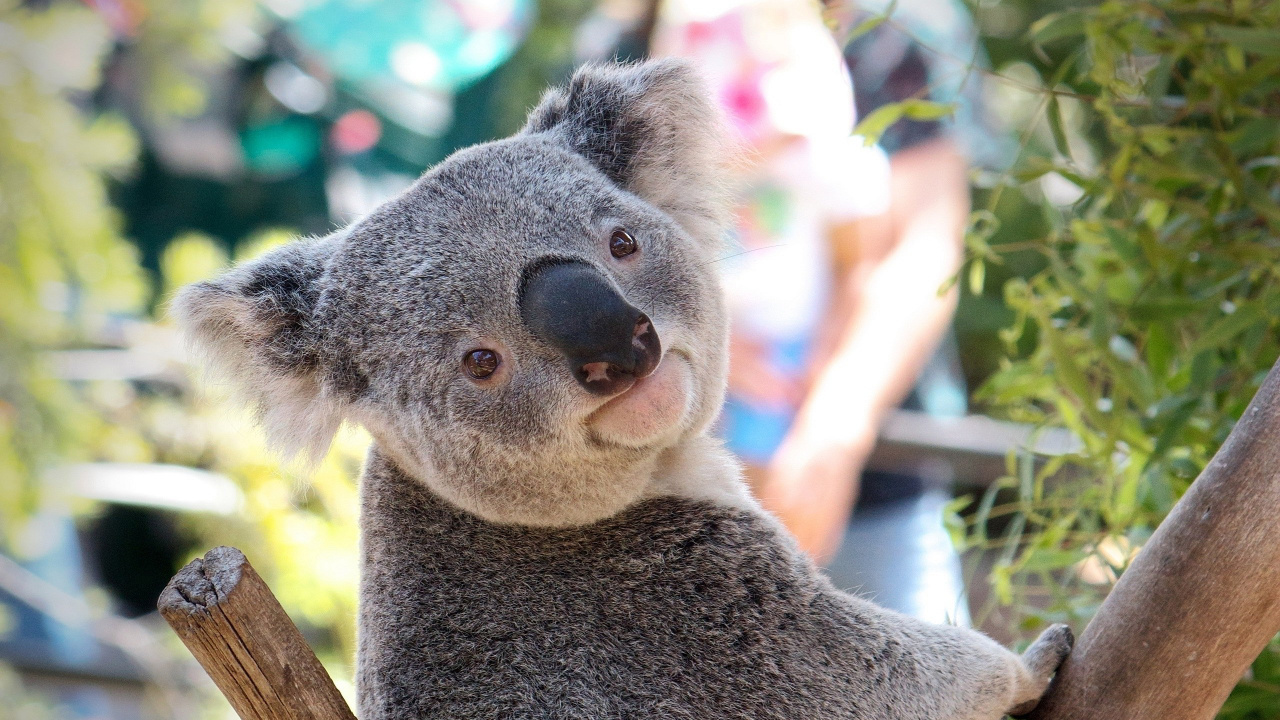 Koala Bear on Tree Branch During Daytime. Wallpaper in 1280x720 Resolution
