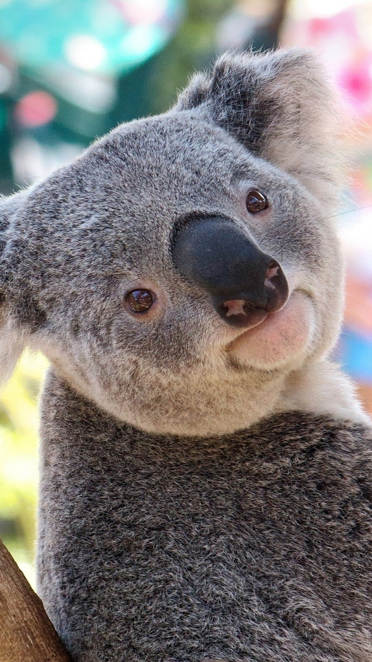 Oso Koala en la Rama de un Árbol Durante el Día. Wallpaper in 750x1334 Resolution