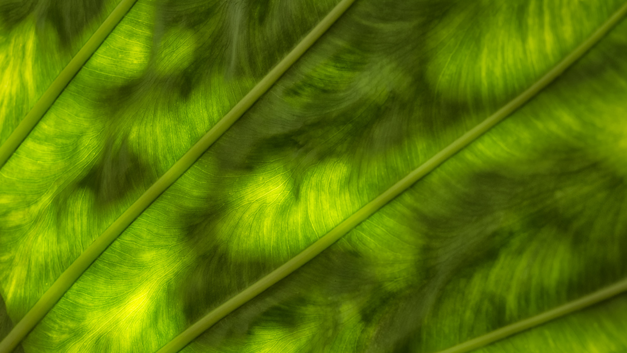 Textil de Rayas Verdes y Blancas. Wallpaper in 1280x720 Resolution