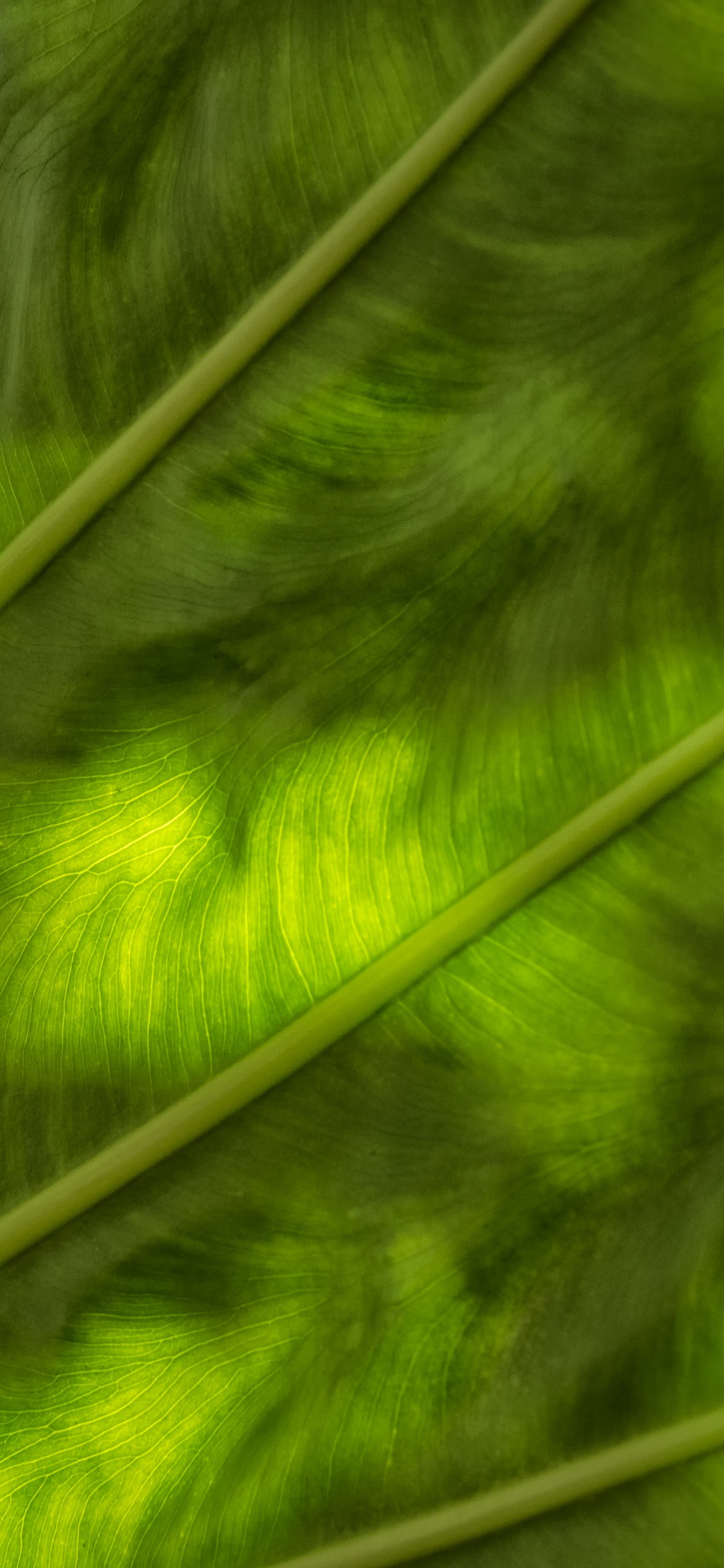 Green and White Stripe Textile. Wallpaper in 1125x2436 Resolution