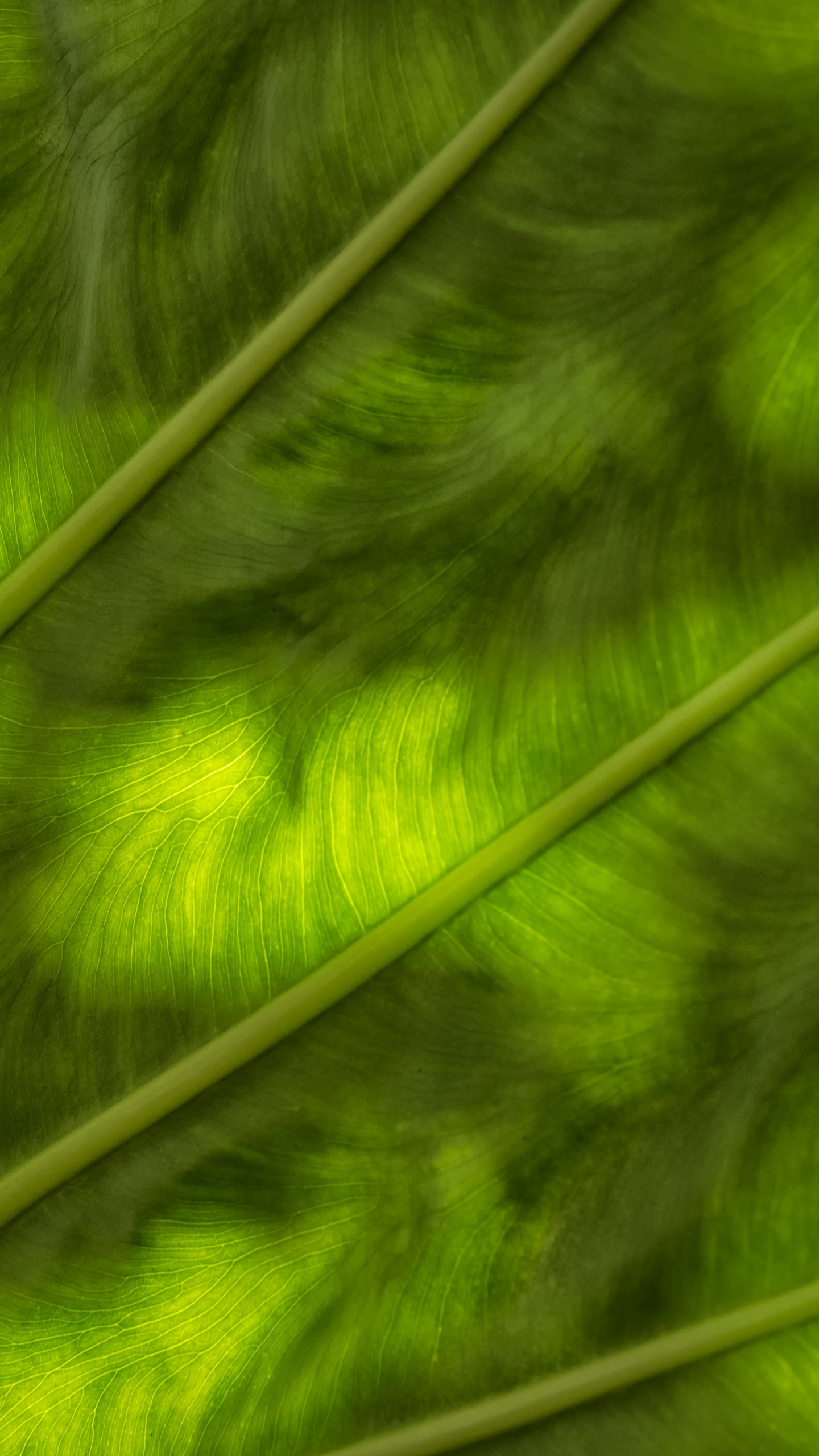 Green and White Stripe Textile. Wallpaper in 1440x2560 Resolution