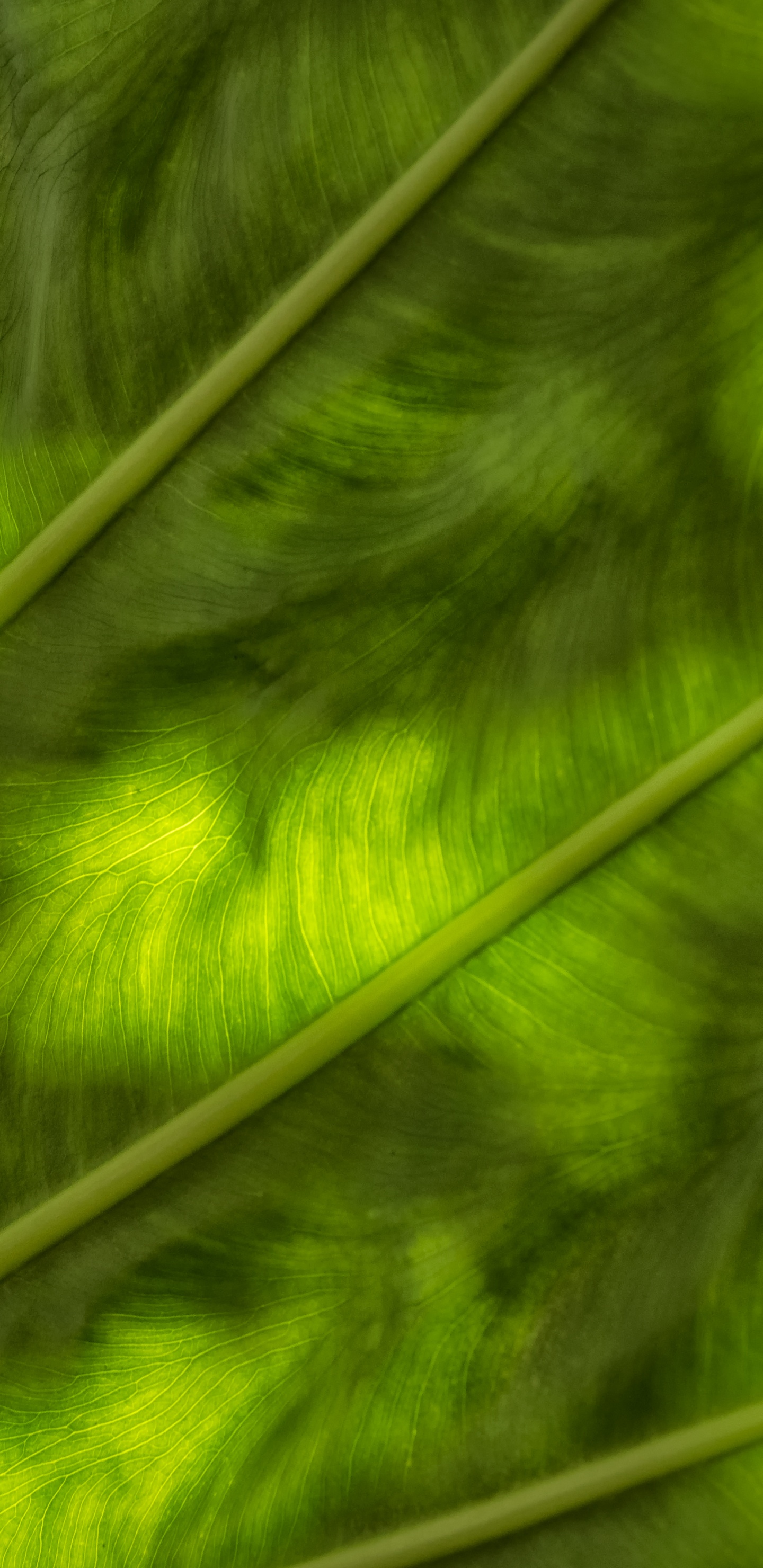 Green and White Stripe Textile. Wallpaper in 1440x2960 Resolution