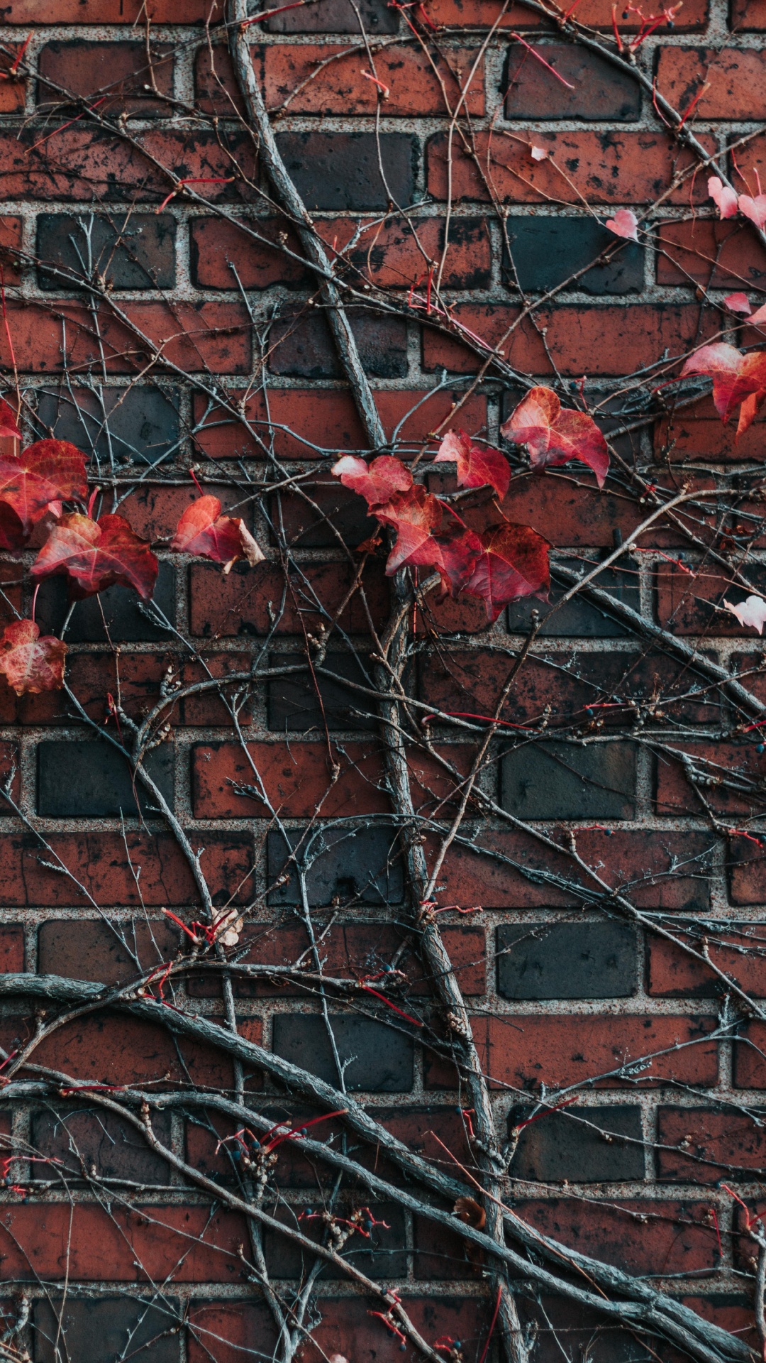 Red Maple Leaves on Brown Brick Wall. Wallpaper in 1080x1920 Resolution