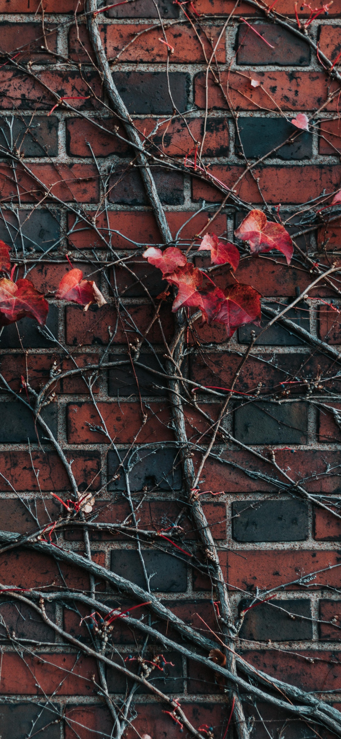 Red Maple Leaves on Brown Brick Wall. Wallpaper in 1125x2436 Resolution