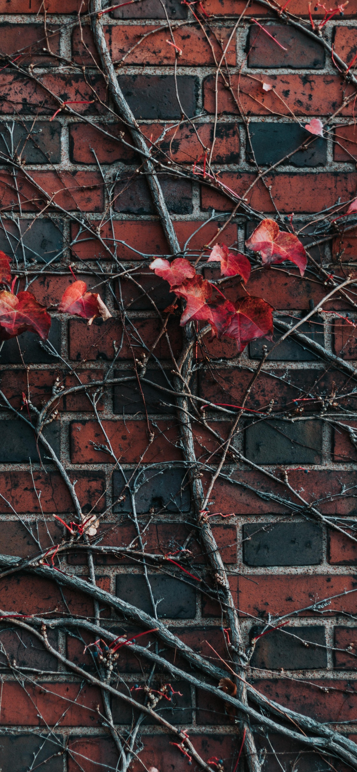Red Maple Leaves on Brown Brick Wall. Wallpaper in 1242x2688 Resolution