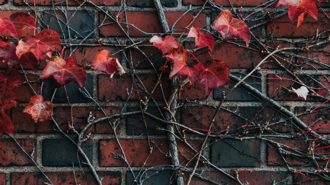 Red Maple Leaves on Brown Brick Wall. Wallpaper in 1280x720 Resolution