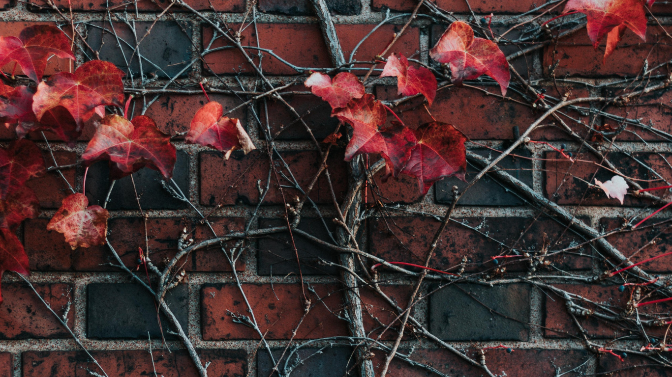 Red Maple Leaves on Brown Brick Wall. Wallpaper in 1366x768 Resolution
