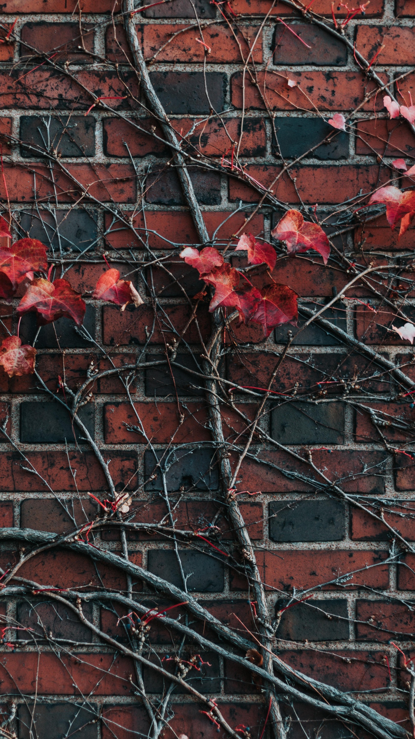 Red Maple Leaves on Brown Brick Wall. Wallpaper in 1440x2560 Resolution