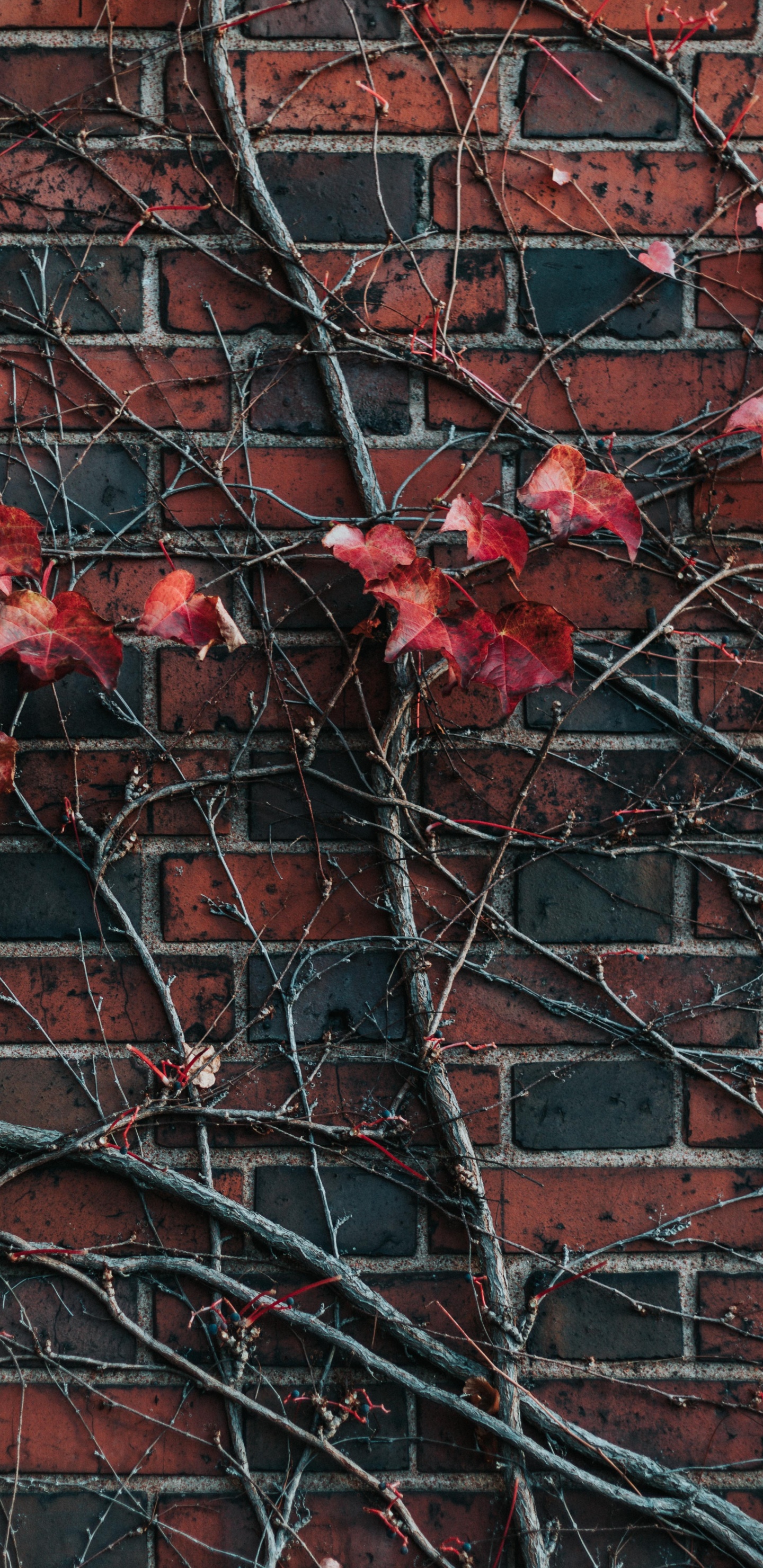 Red Maple Leaves on Brown Brick Wall. Wallpaper in 1440x2960 Resolution