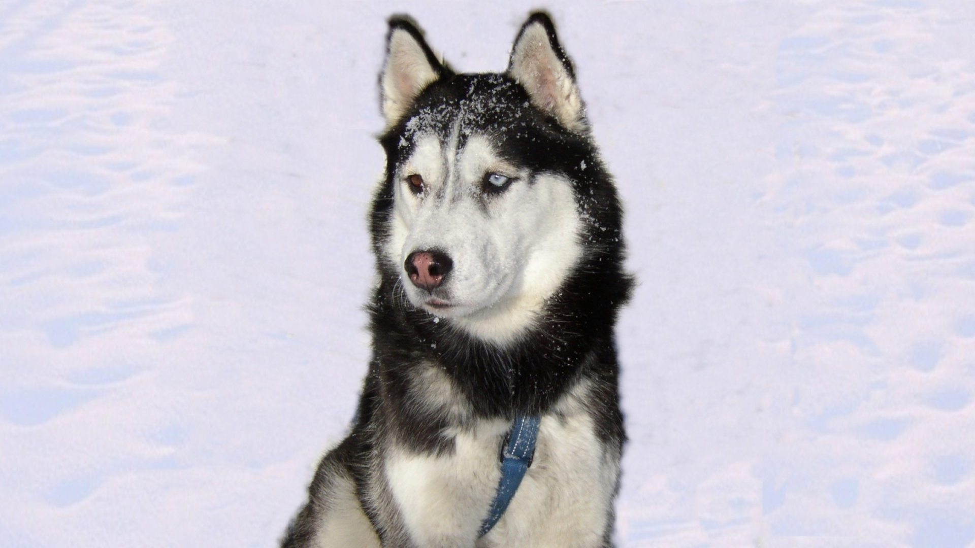 萨哈林赫斯基, 微型哈士奇, Tamaskan狗, 西西伯利亚的莱卡, 斯帕拉西伯利亚sleddog 壁纸 1920x1080 允许