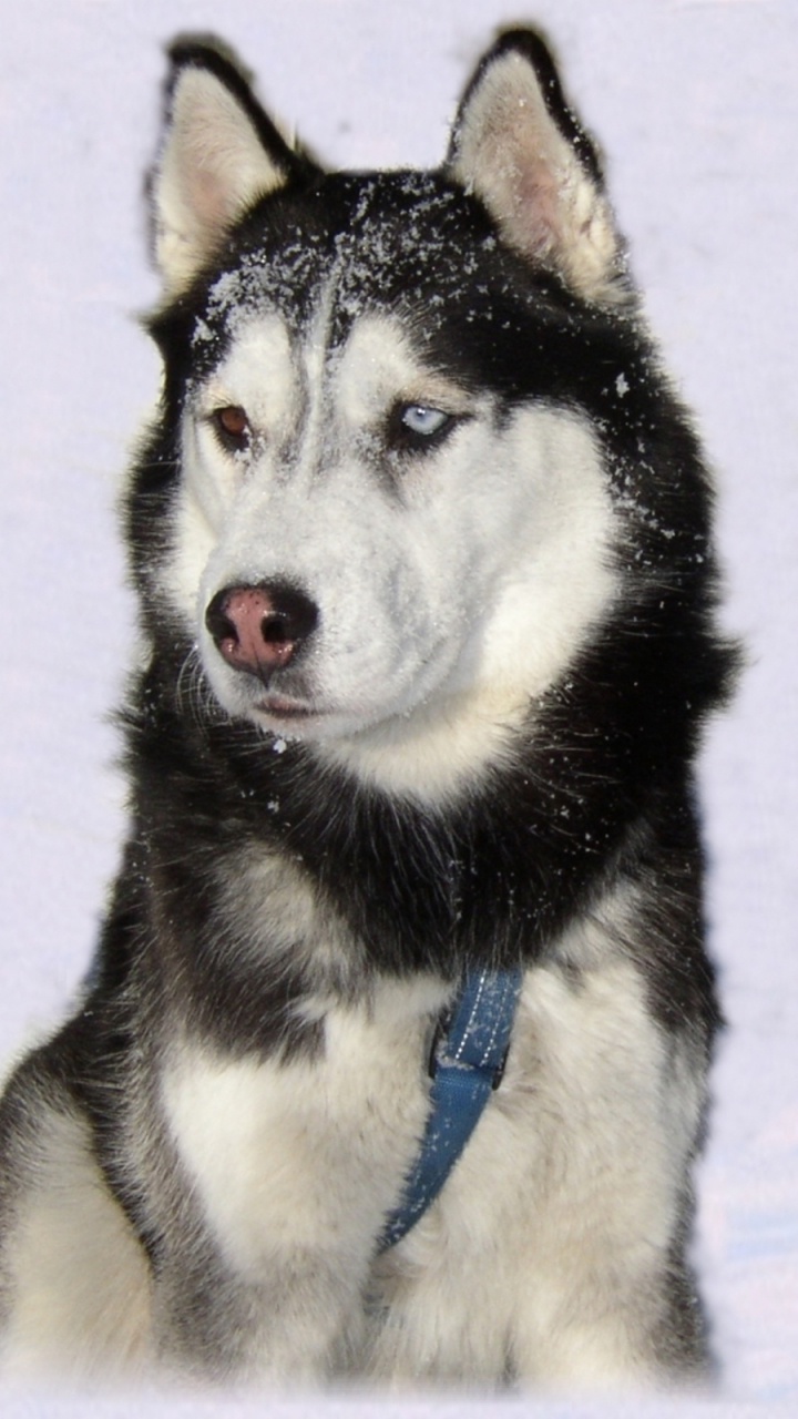 萨哈林赫斯基, 微型哈士奇, Tamaskan狗, 西西伯利亚的莱卡, 斯帕拉西伯利亚sleddog 壁纸 720x1280 允许