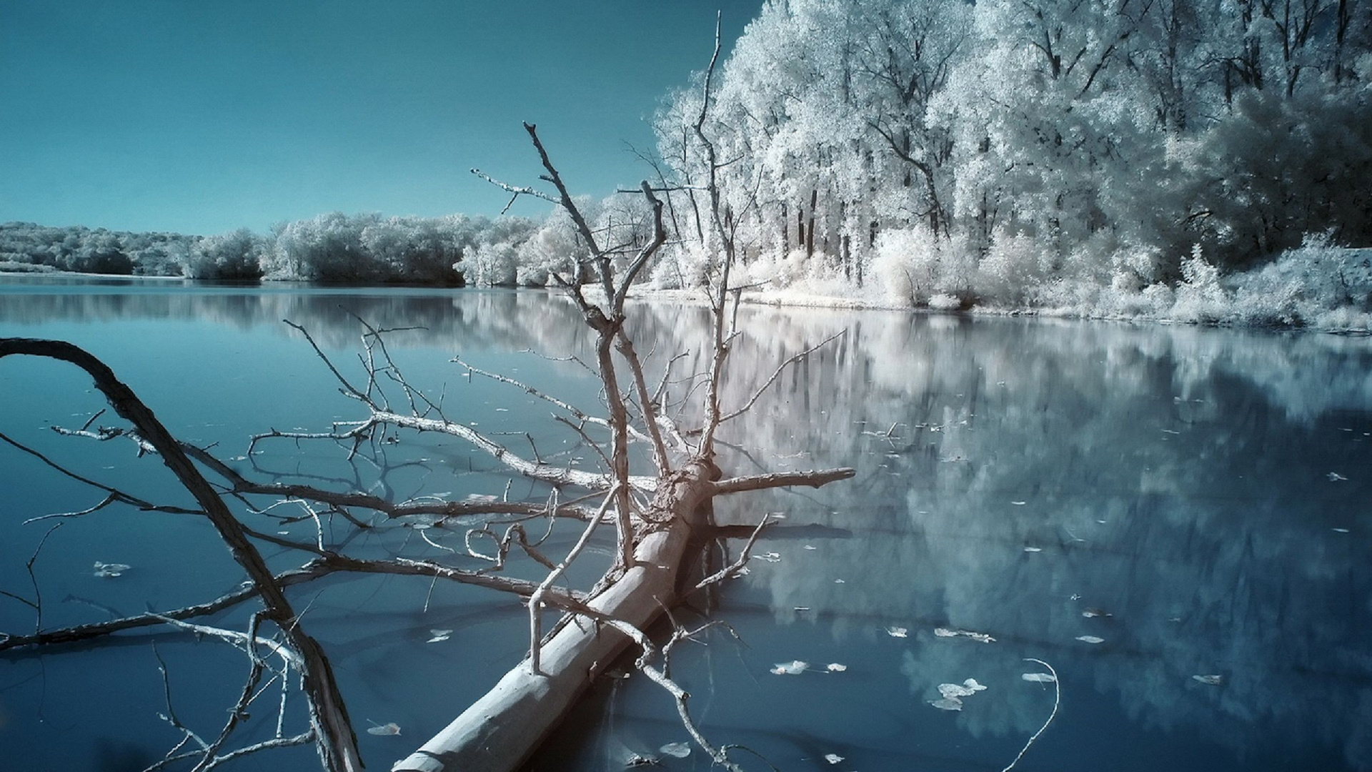 Arbre Sans Feuilles au Bord du Lac Pendant la Journée. Wallpaper in 1920x1080 Resolution