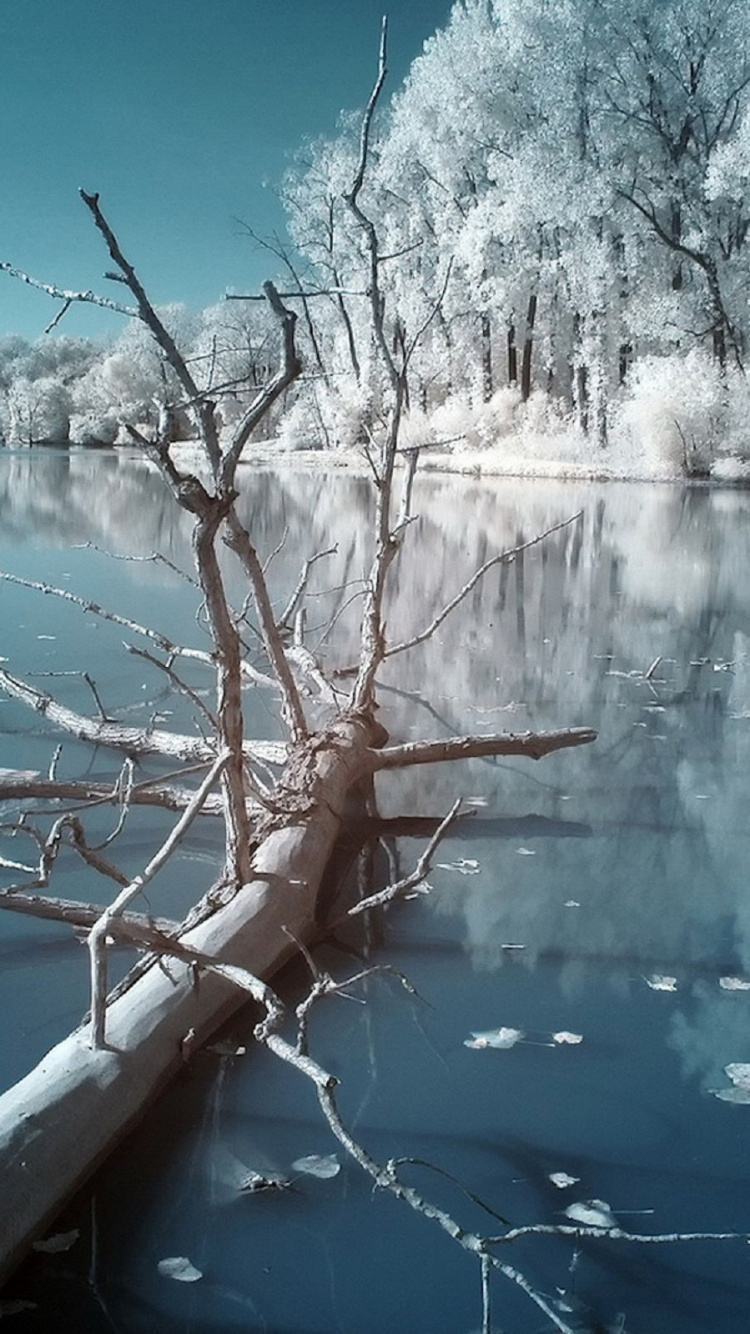 Arbre Sans Feuilles au Bord du Lac Pendant la Journée. Wallpaper in 750x1334 Resolution