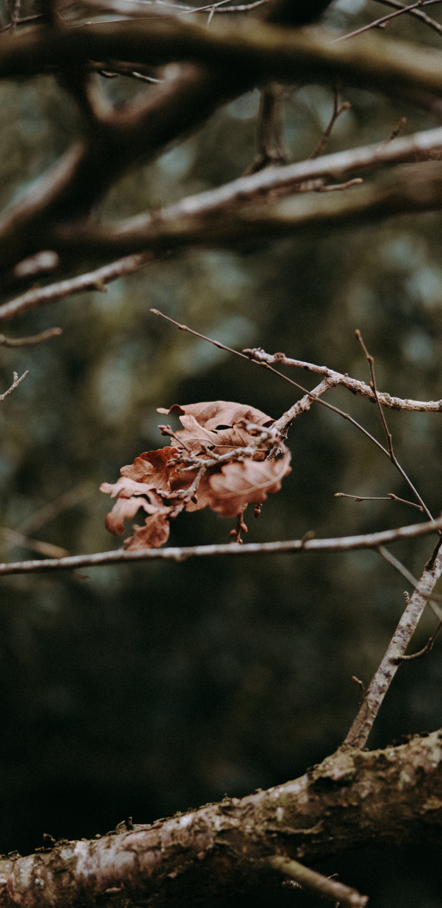 Branch, Zweig, Baum, Frühjahr, Rote Kiefer. Wallpaper in 1440x2960 Resolution