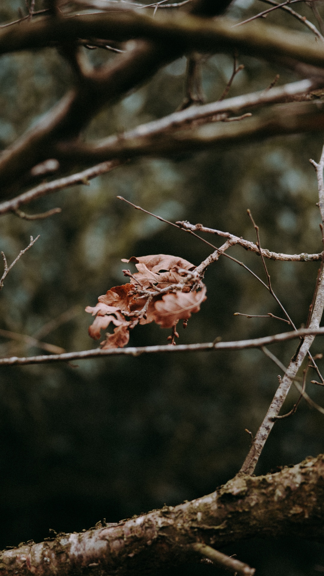 Branch, Twig, Tree, Plant, Spring. Wallpaper in 1080x1920 Resolution