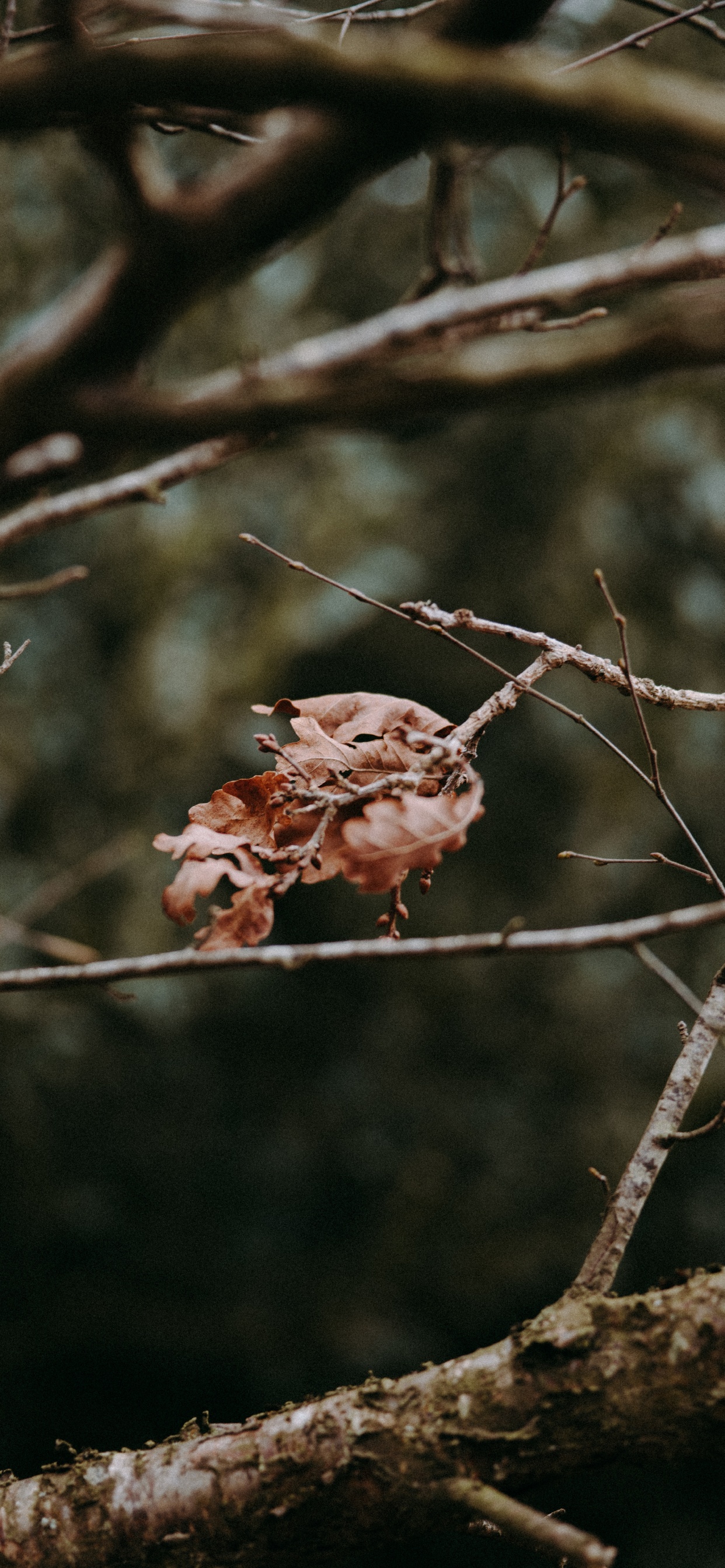Branch, Twig, Tree, Plant, Spring. Wallpaper in 1242x2688 Resolution