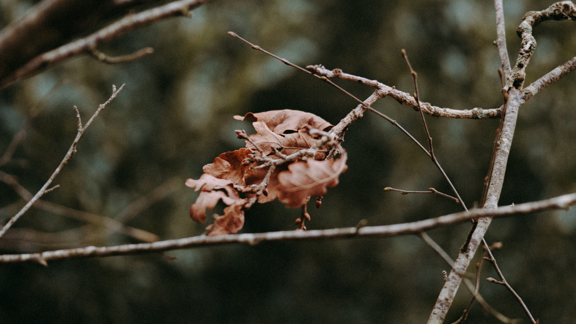 Branch, Twig, Tree, Plant, Spring. Wallpaper in 1920x1080 Resolution