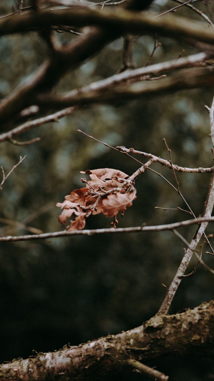 Branch, Twig, Tree, Plant, Spring. Wallpaper in 750x1334 Resolution