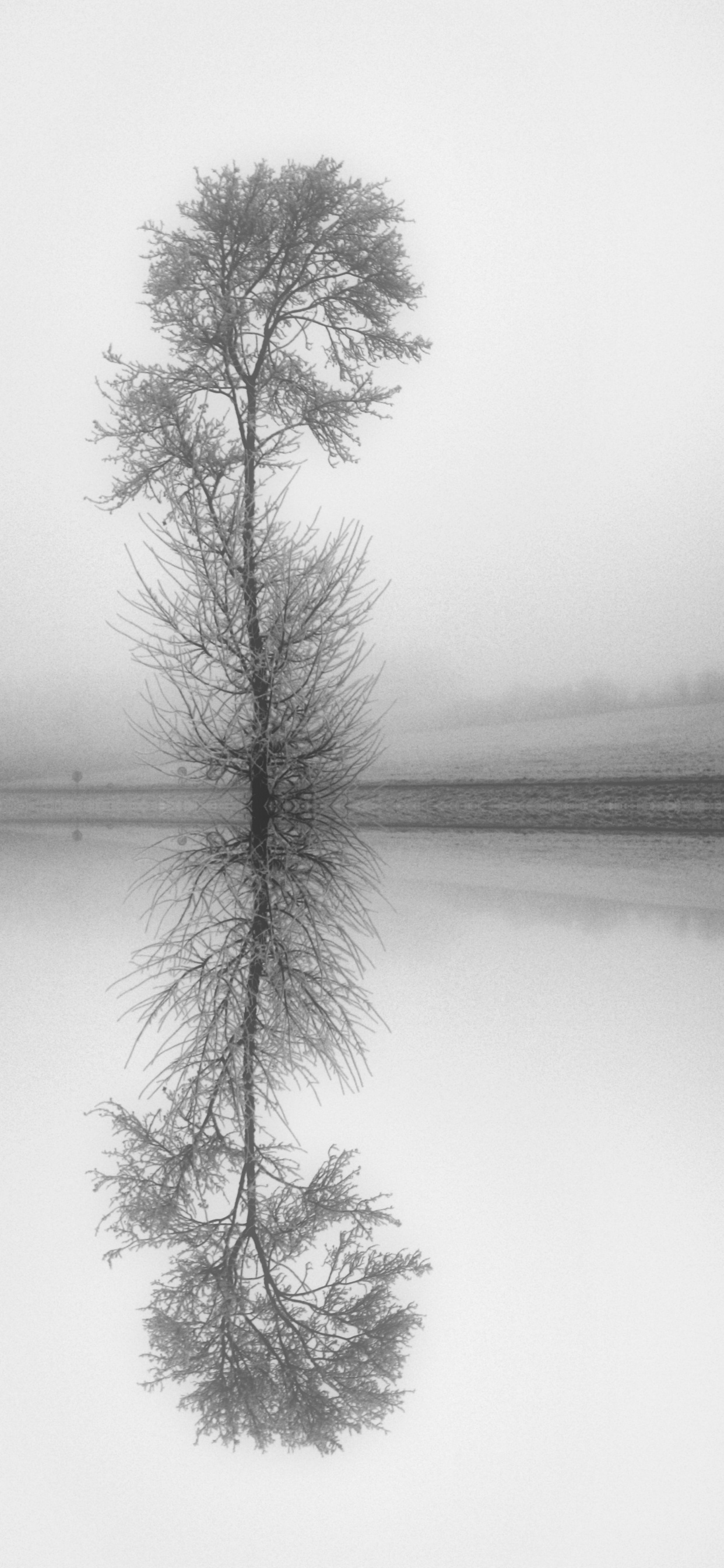 Encore de la Vie, Rameau, White, Monochrome, Paysage Naturel. Wallpaper in 1242x2688 Resolution