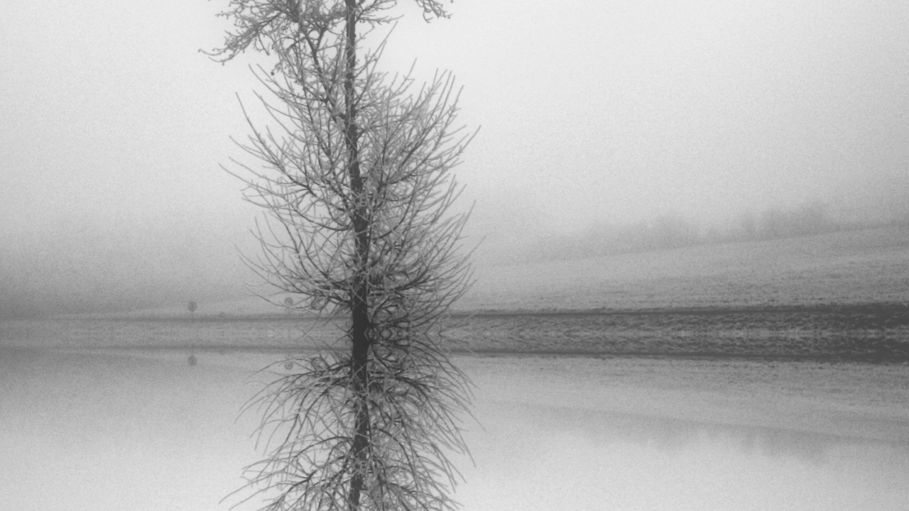 Encore de la Vie, Rameau, White, Monochrome, Paysage Naturel. Wallpaper in 1280x720 Resolution