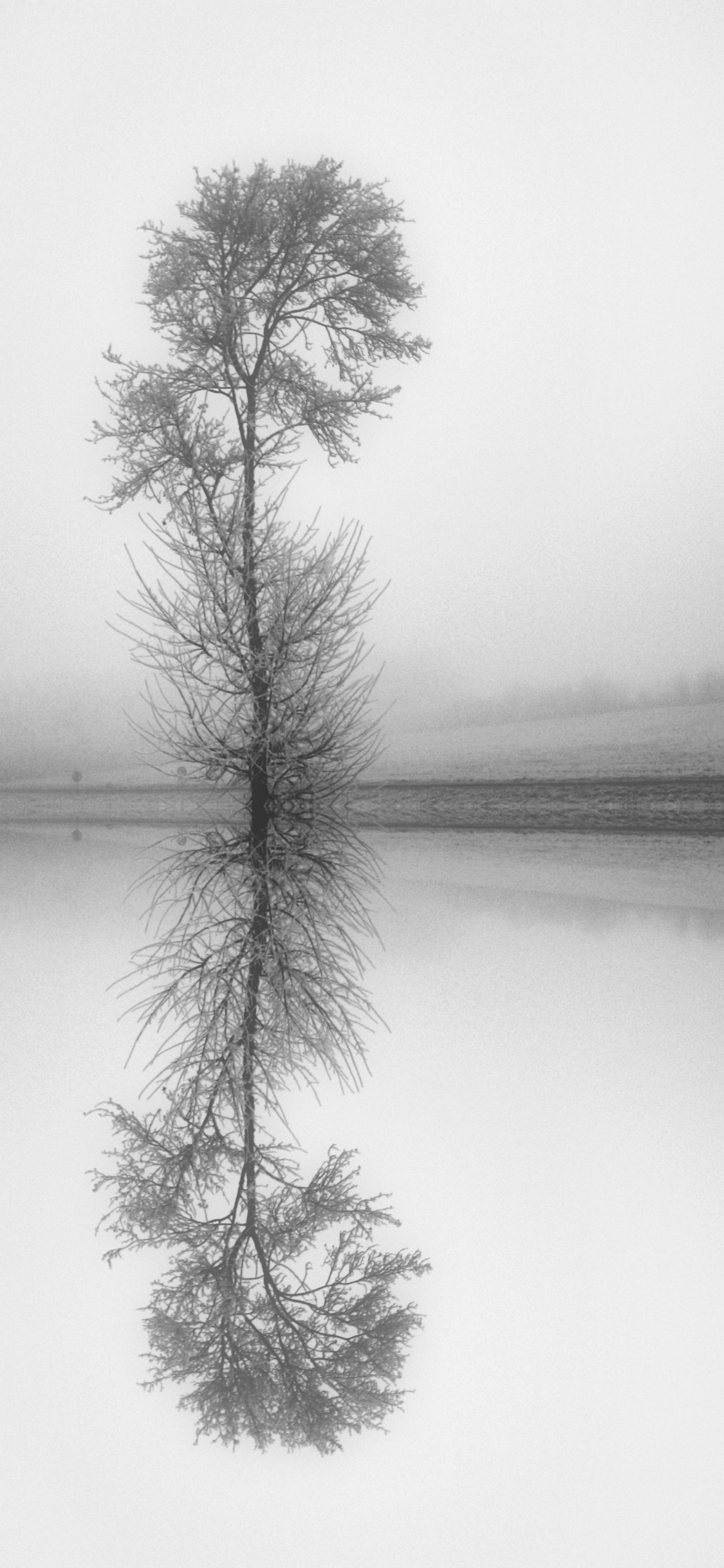 Stilleben, Zweig, Wei, Monochrom, Naturlandschaft. Wallpaper in 1125x2436 Resolution