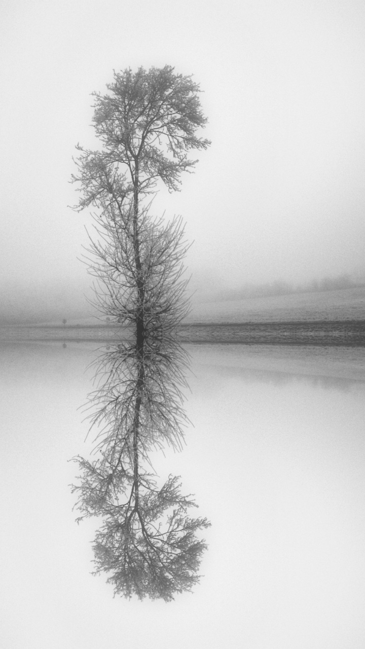 Stilleben, Zweig, Wei, Monochrom, Naturlandschaft. Wallpaper in 720x1280 Resolution