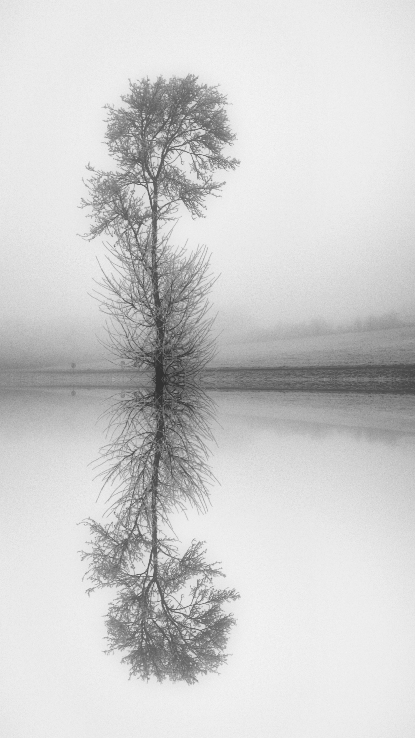 Todavía la Vida, Ramita, Blanco, Monocromo, Paisaje Natural. Wallpaper in 1440x2560 Resolution