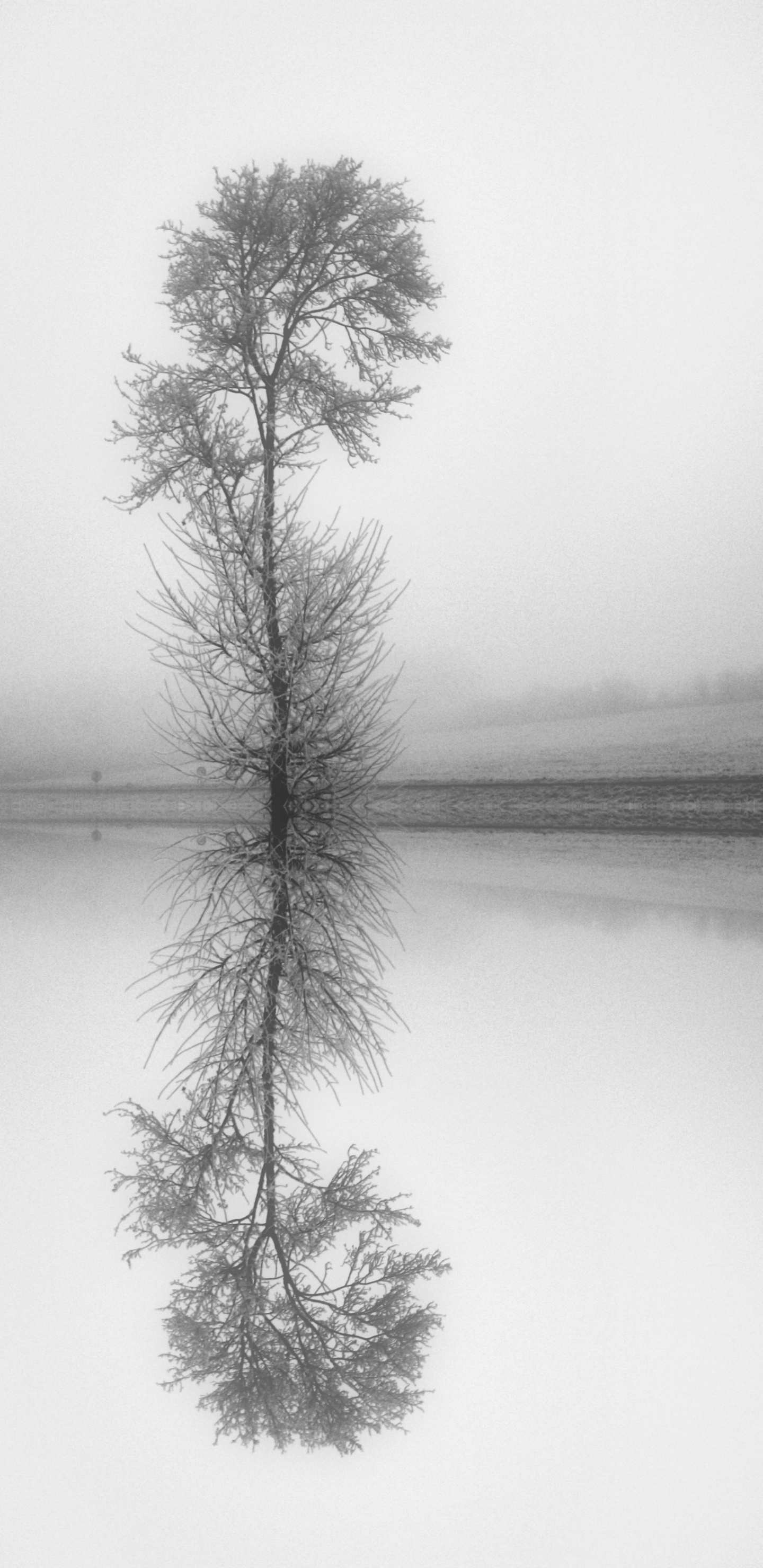 Todavía la Vida, Ramita, Blanco, Monocromo, Paisaje Natural. Wallpaper in 1440x2960 Resolution