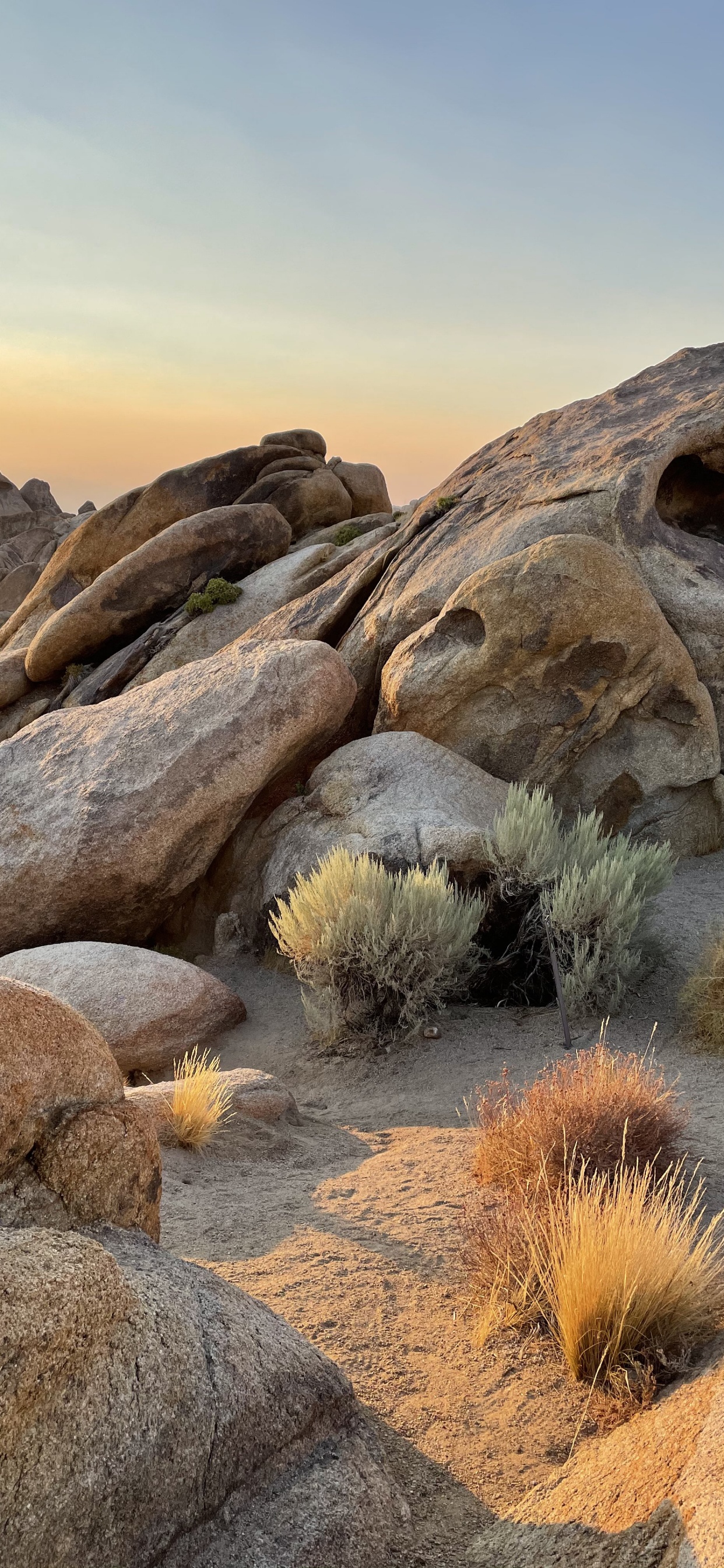 Äpfeln, Apple-Unterstützung, BedRock, Naturlandschaft, Holz. Wallpaper in 1242x2688 Resolution