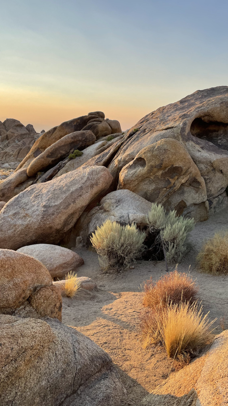苹果, 自然景观, 木, 形成, 露头 壁纸 750x1334 允许