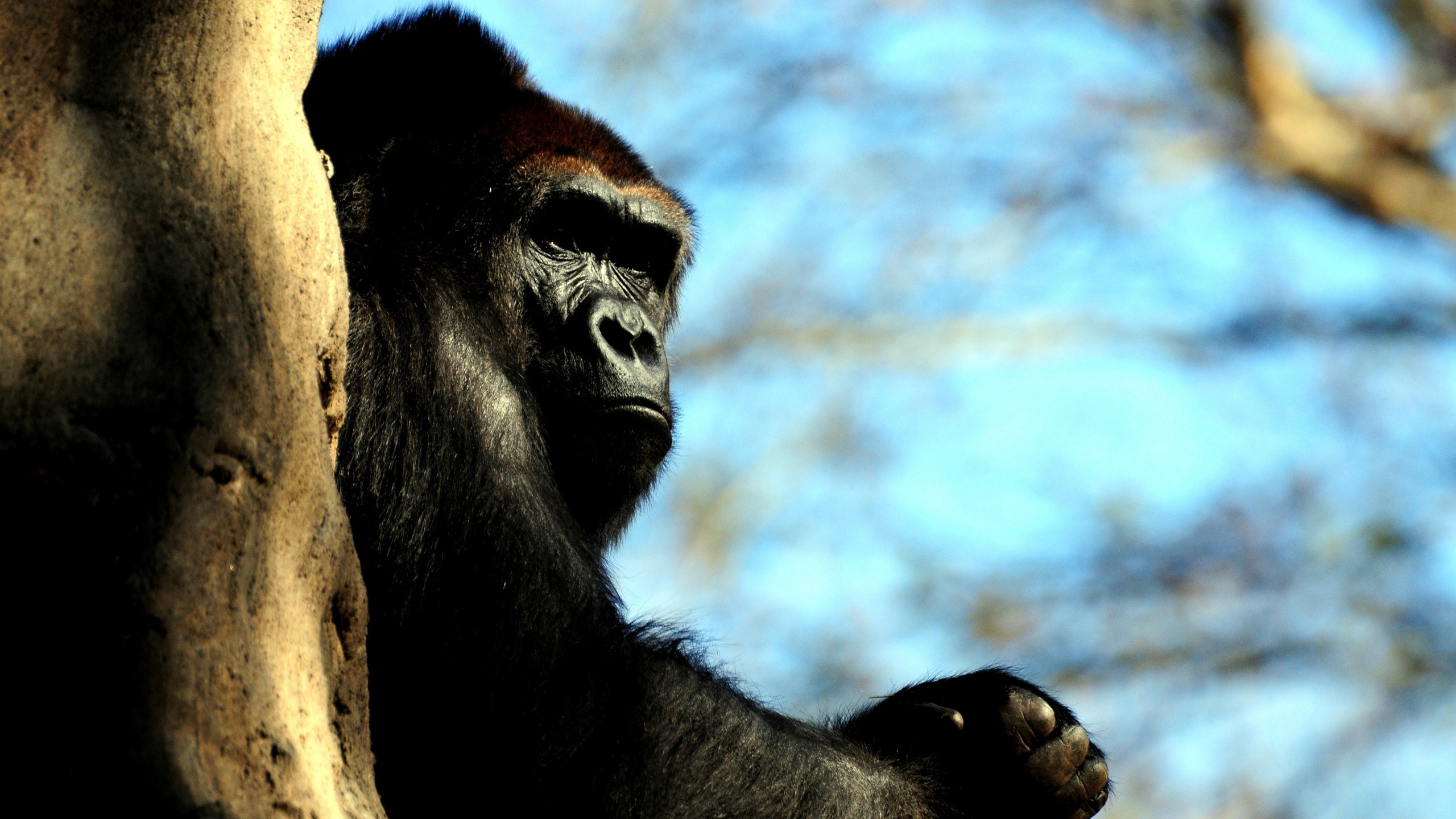 Schwarzer Gorilla Auf Braunem Baumstamm Tagsüber. Wallpaper in 2560x1440 Resolution