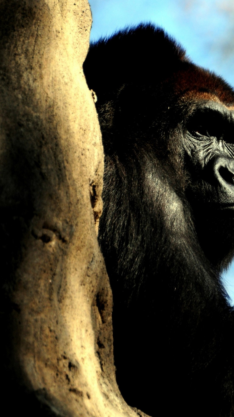 Black Gorilla on Brown Tree Trunk During Daytime. Wallpaper in 750x1334 Resolution