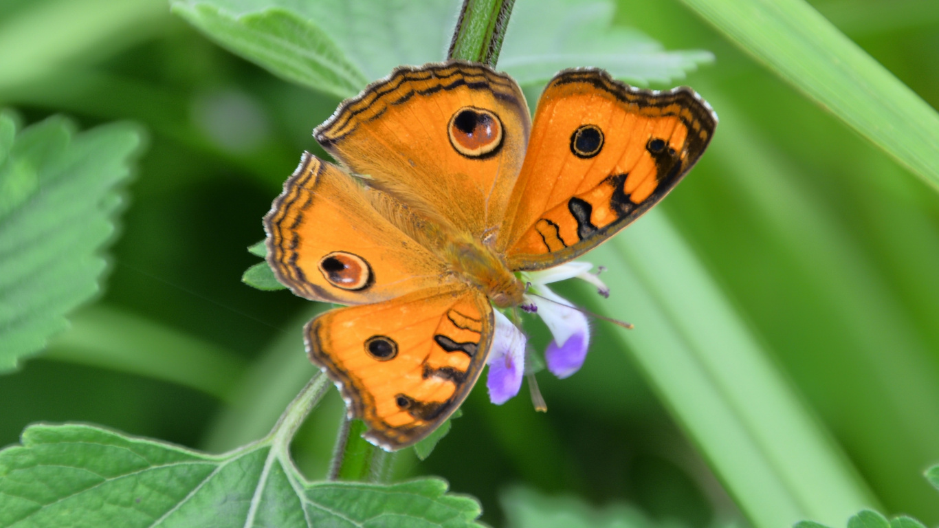 Brown and Black Butterfly Perched on Purple Flower in Close up Photography During Daytime. Wallpaper in 1366x768 Resolution