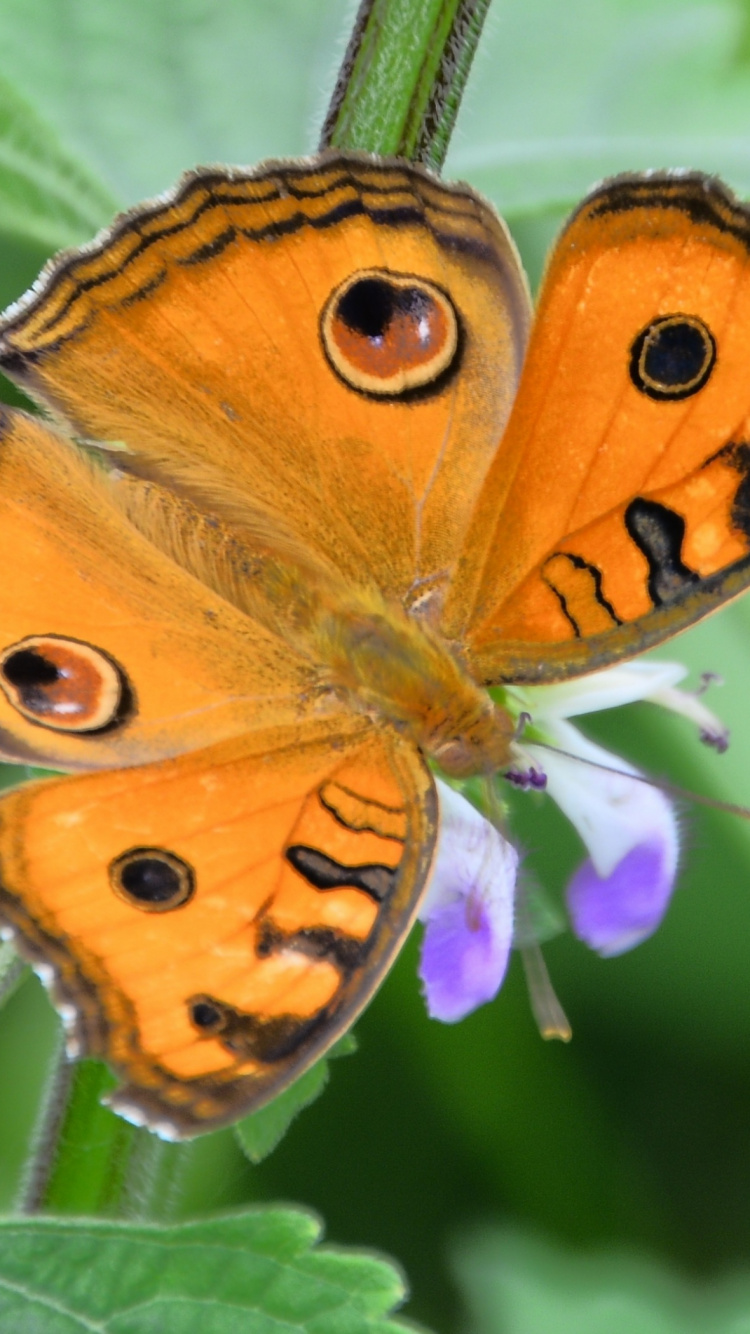 Brown and Black Butterfly Perched on Purple Flower in Close up Photography During Daytime. Wallpaper in 750x1334 Resolution