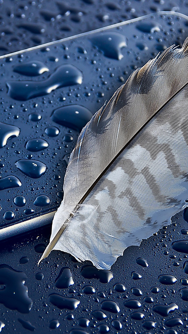 Plume Grise Sur Surface Bleue. Wallpaper in 720x1280 Resolution