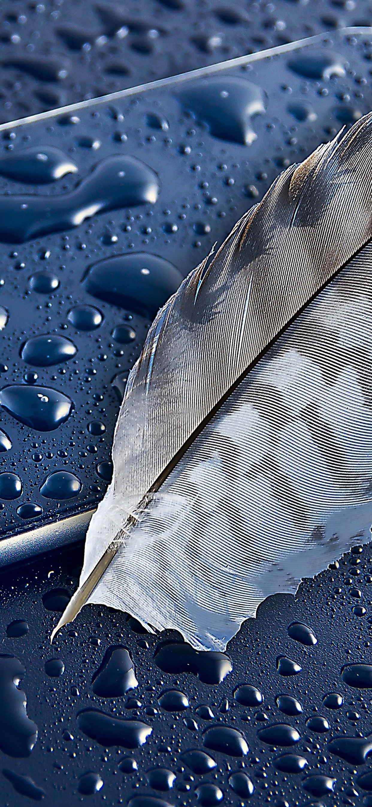Pluma Gris Sobre Superficie Azul. Wallpaper in 1242x2688 Resolution