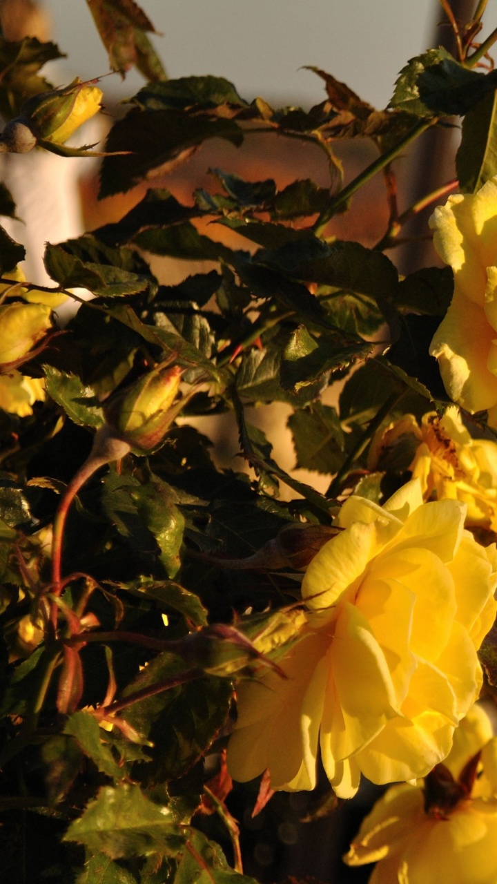 Yellow Flower With Green Leaves. Wallpaper in 720x1280 Resolution