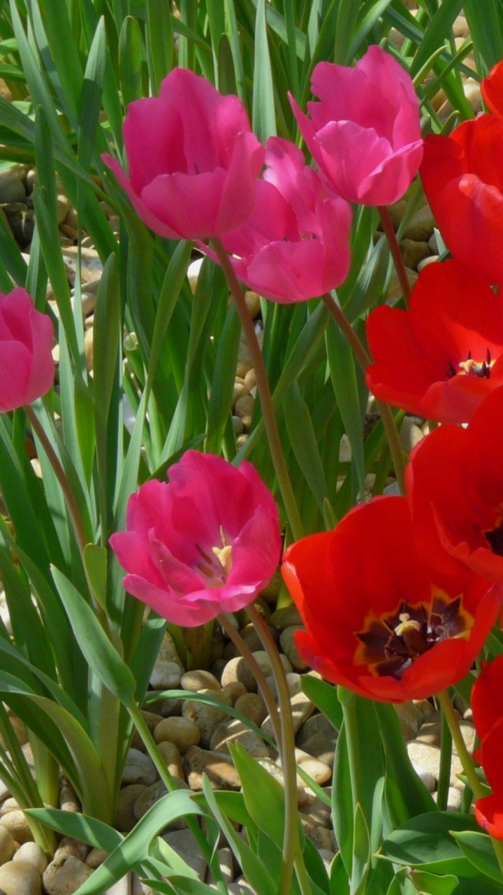 Tagsüber Blühen Rote Tulpen. Wallpaper in 720x1280 Resolution