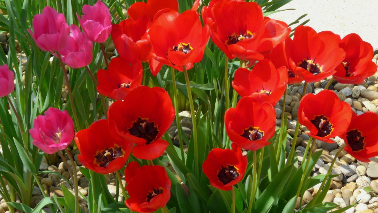 Red Tulips in Bloom During Daytime. Wallpaper in 1280x720 Resolution