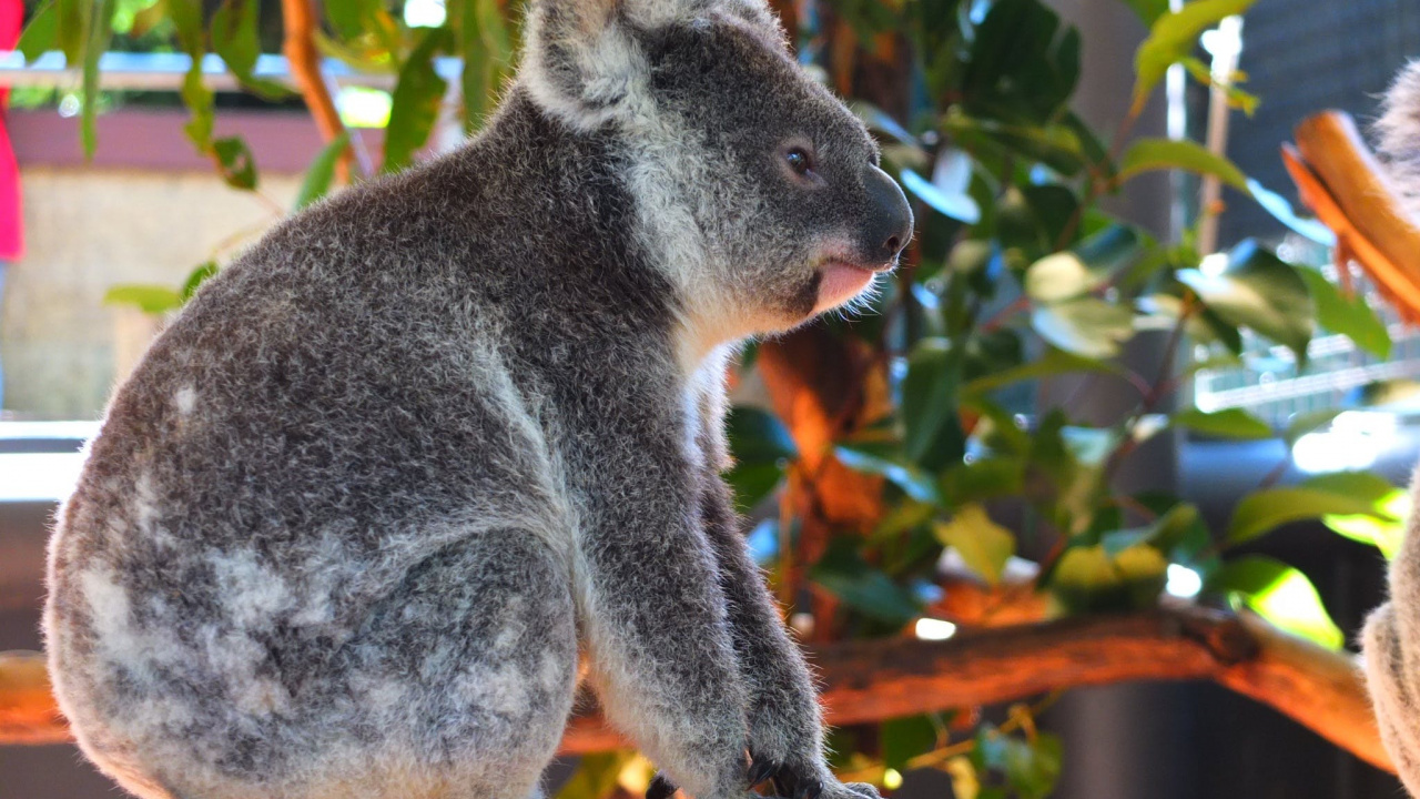 Oso Koala en la Rama de un Árbol Durante el Día. Wallpaper in 1280x720 Resolution