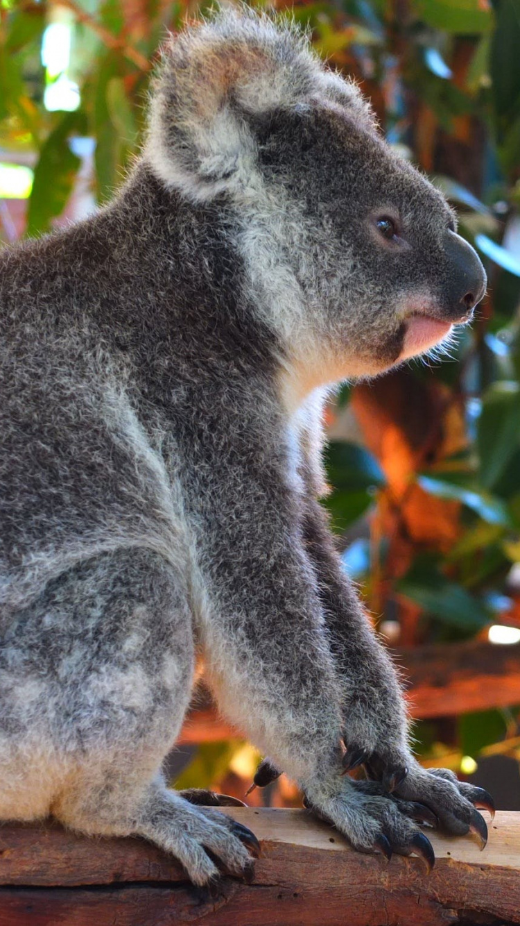 Ours Koala Sur Une Branche D'arbre Pendant la Journée. Wallpaper in 750x1334 Resolution