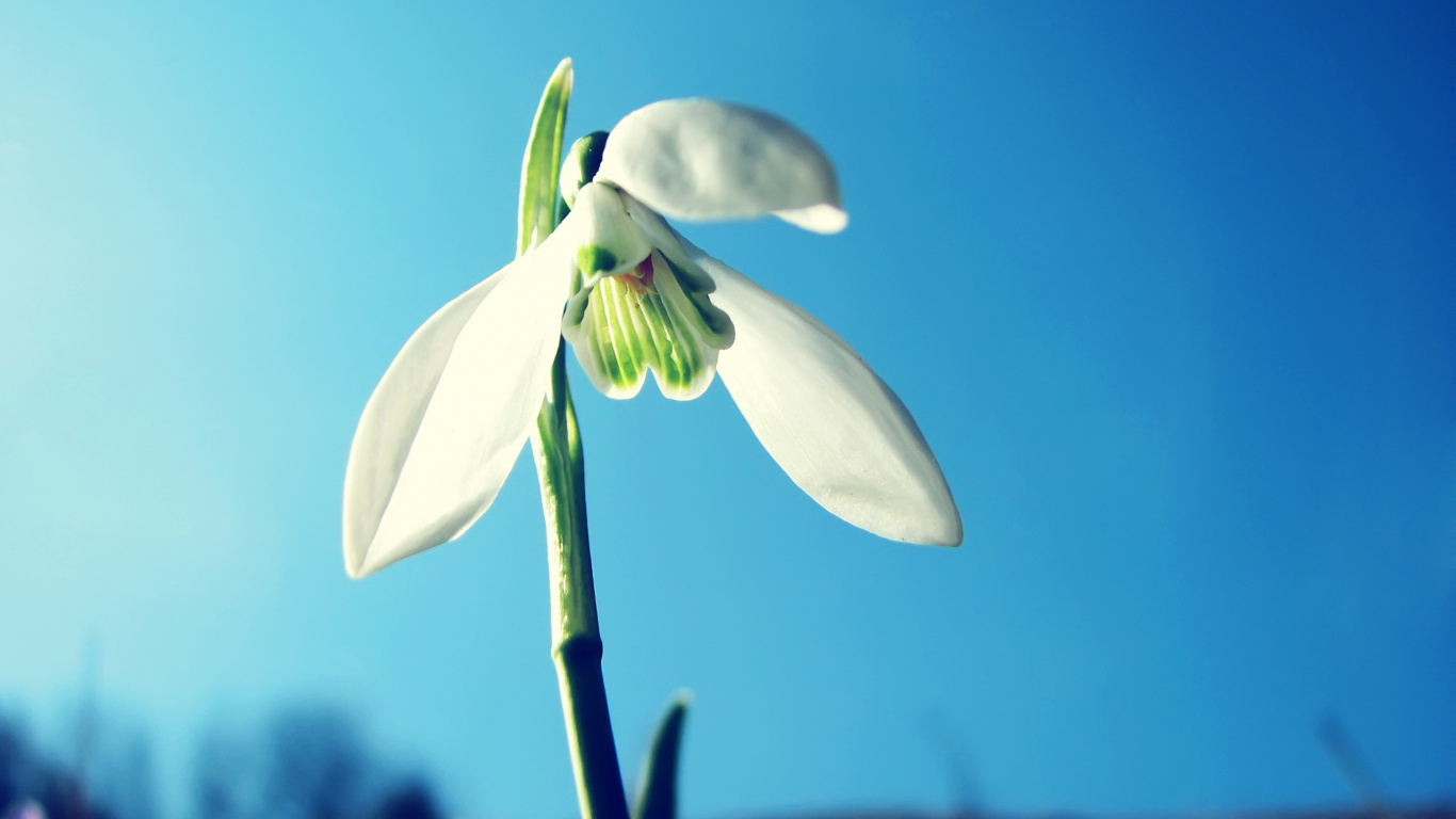 Flor Blanca en Lente de Cambio de Inclinación. Wallpaper in 1366x768 Resolution
