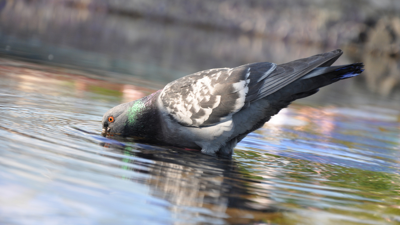 Canard Noir et Blanc Sur L'eau. Wallpaper in 1280x720 Resolution