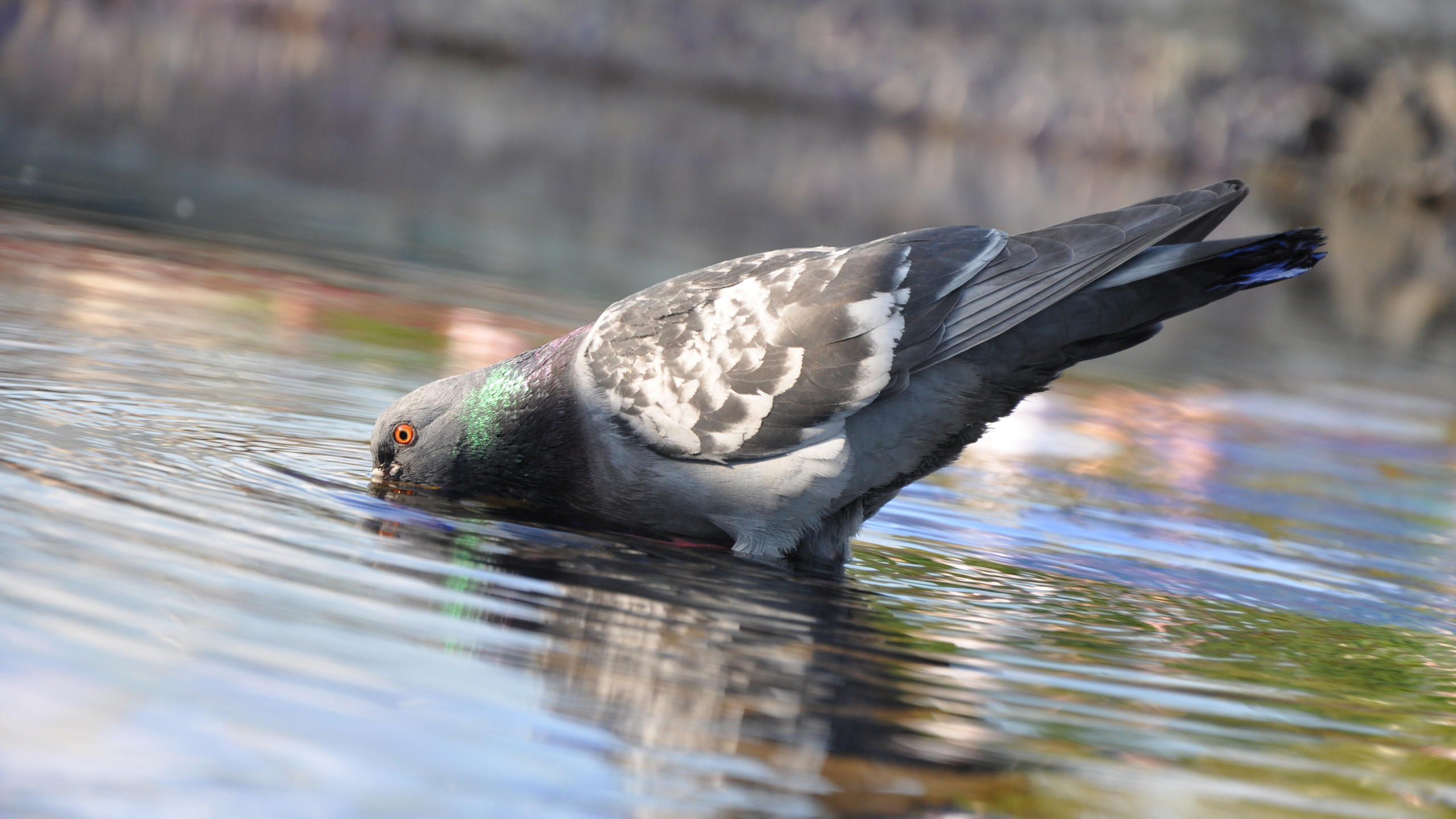 Canard Noir et Blanc Sur L'eau. Wallpaper in 2560x1440 Resolution