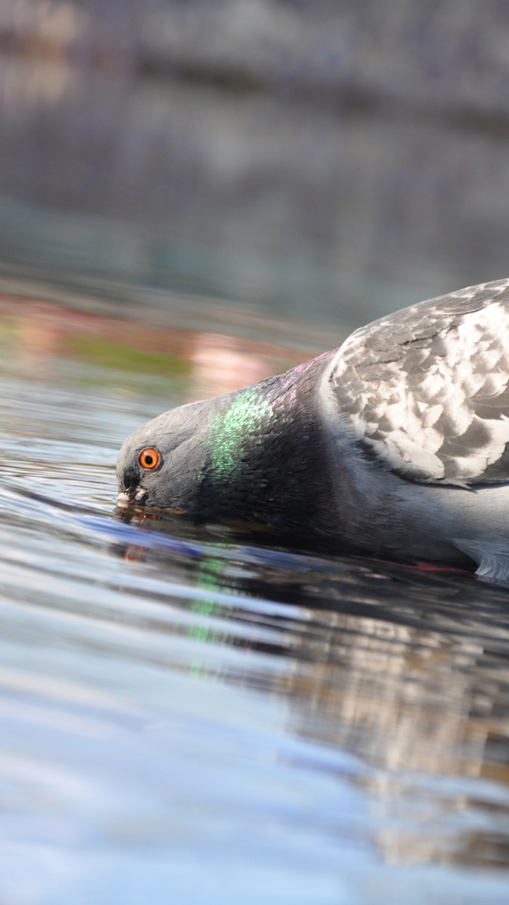 Canard Noir et Blanc Sur L'eau. Wallpaper in 720x1280 Resolution