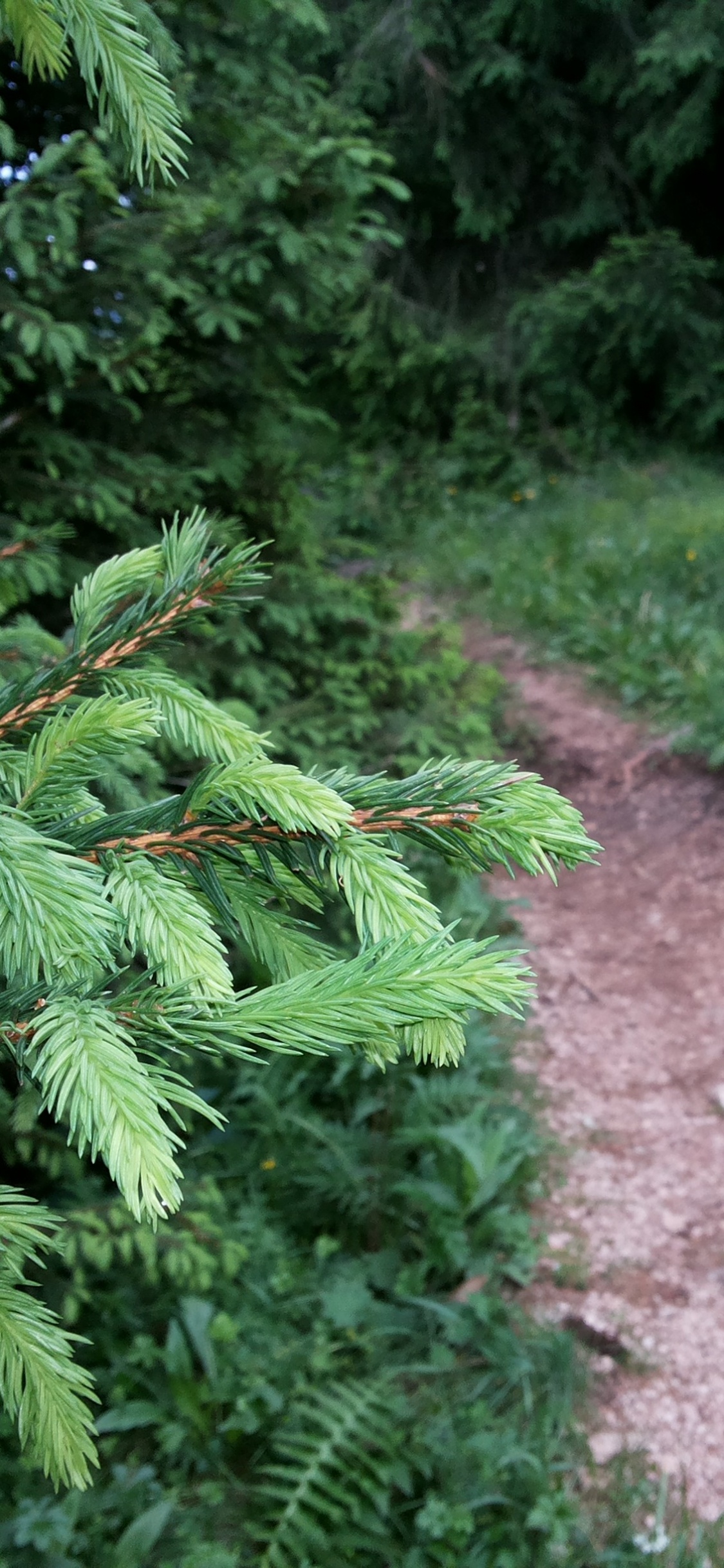Green Leaf Plant on Brown Dirt Pathway. Wallpaper in 1125x2436 Resolution