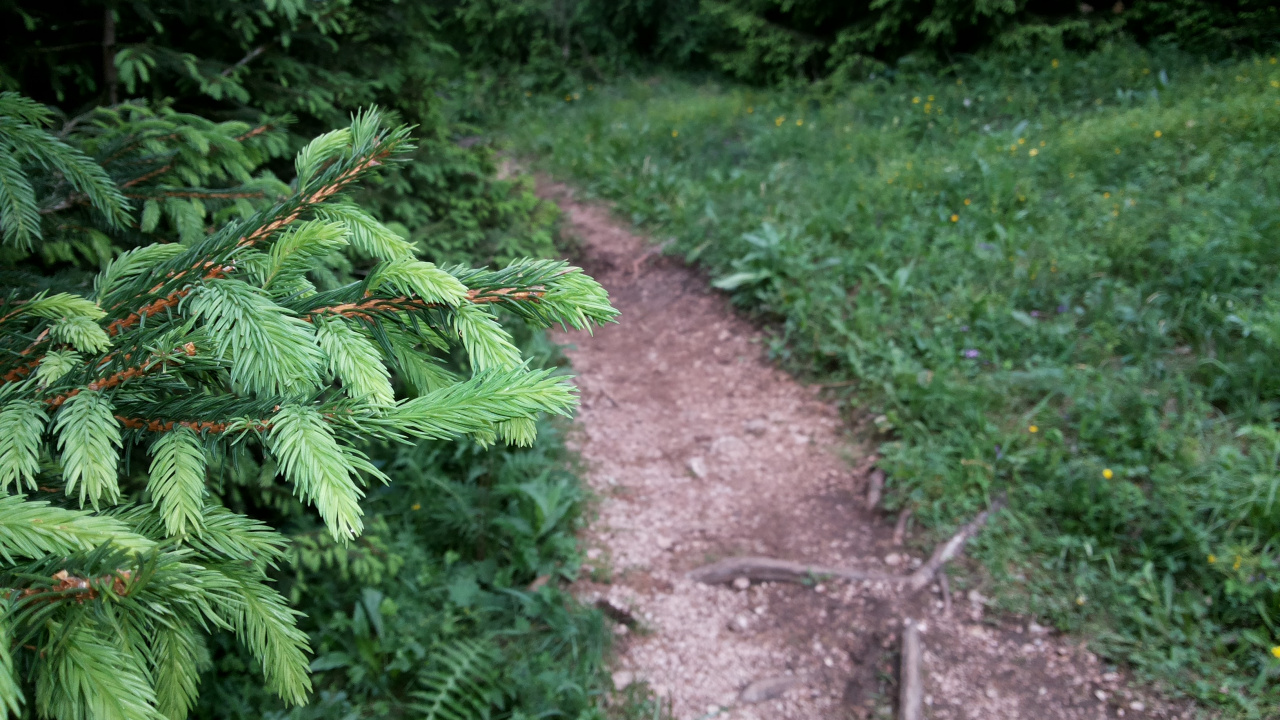 Green Leaf Plant on Brown Dirt Pathway. Wallpaper in 1280x720 Resolution