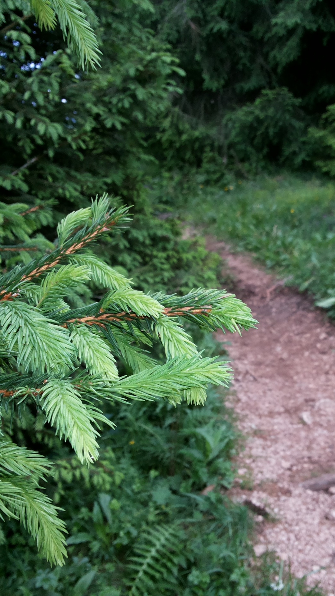 Plante à Feuilles Vertes Sur Chemin de Terre Brune. Wallpaper in 1080x1920 Resolution